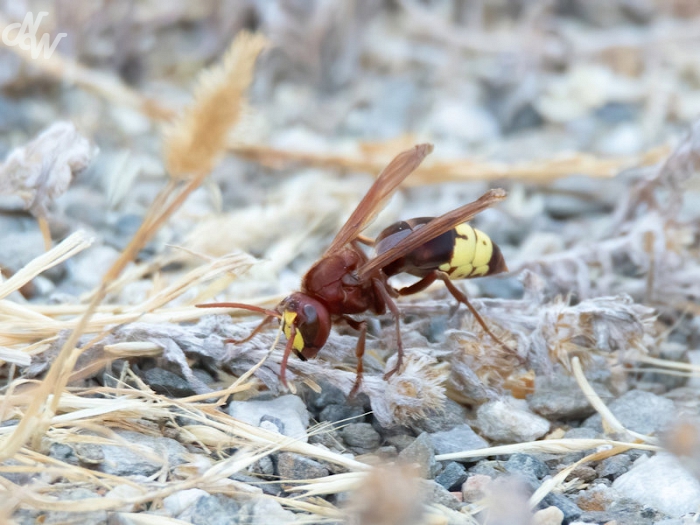 ./insecten/nw_img_8819_benalmadena_1753116130.jpg
