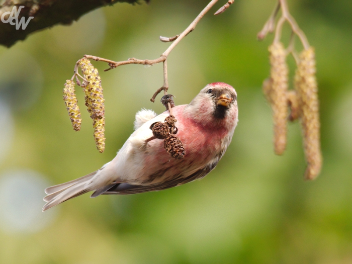 zangvogels/2024/nwbs_1707748572.jpg