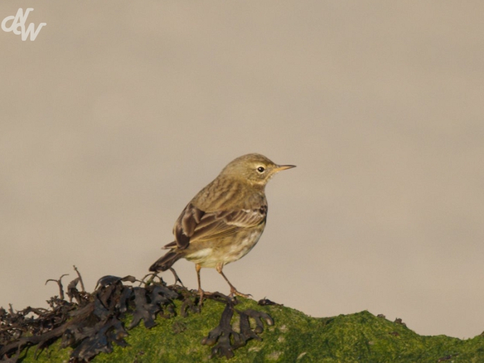 zangvogels/oeverpieper_1605876317.jpg