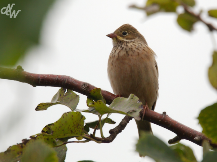 zangvogels/batumi/ortolaan_1694099537.png