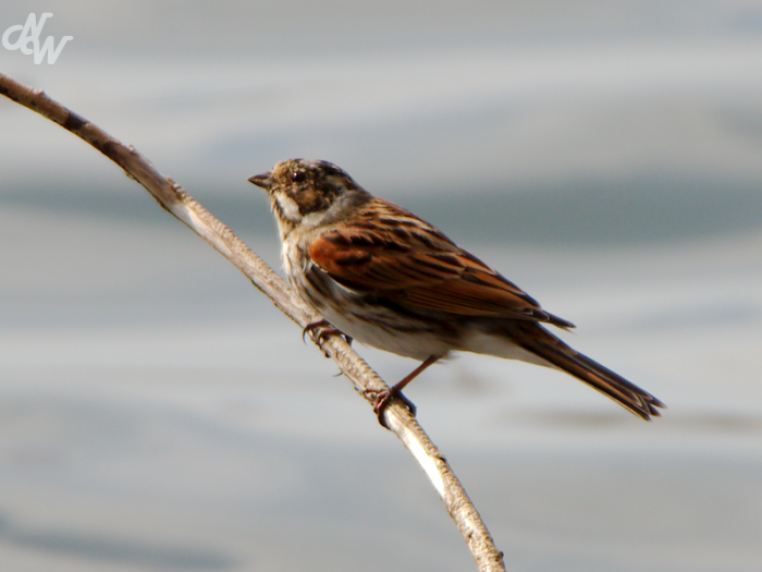 zangvogels/rietgors_1616519454.png