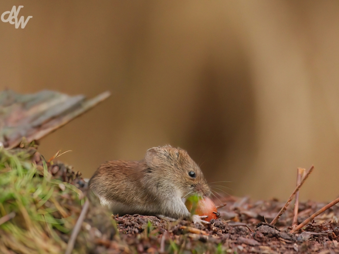 zoogdieren/rw_1681020242.jpg