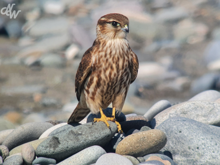 roofvogels/smelleken1_1633683841.png