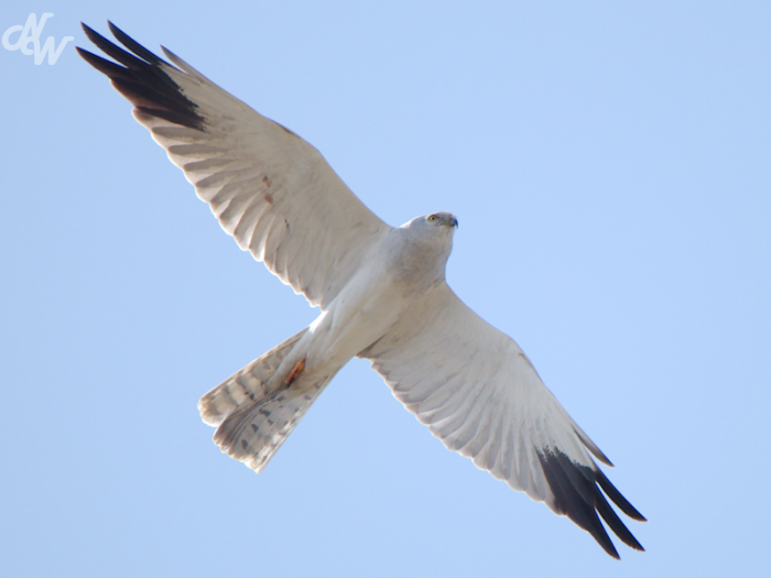 roofvogels/steppe_1618608653.png