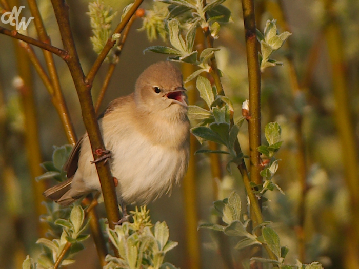 zangvogels/tuinfluiter_1620026082.jpg