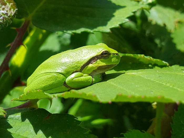 reptielenenamfibien/wim-20130910-5214_1585663717.jpg