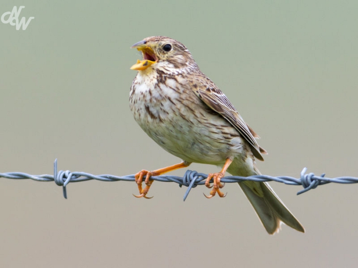 zangvogels/wim-20160505-3324_1616519443.jpg