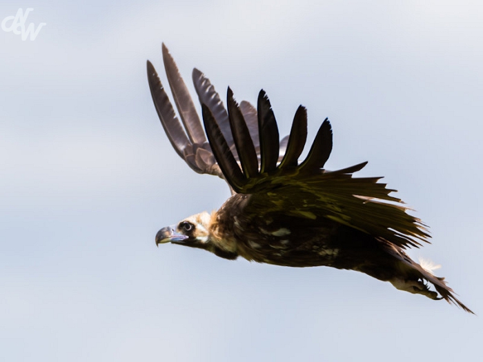 roofvogels/gieren/wim-20160509-4539_1632160590.jpg