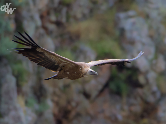 roofvogels/gieren/wim-20160511-5498_1632160440.png