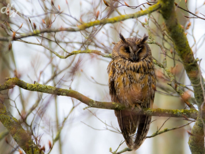 roofvogels/wimbovens-7p4a5348_1585599884.jpg