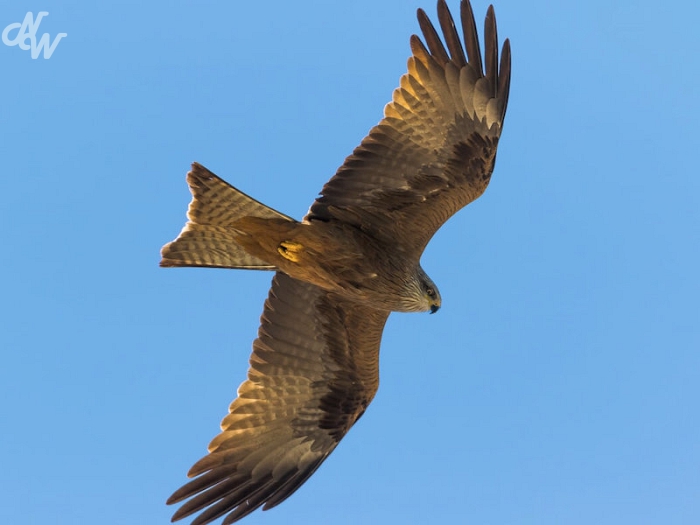 roofvogels/zw1_(1)_1574266026.jpg