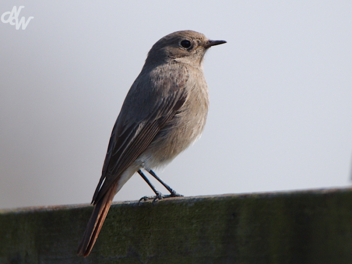 zangvogels/zwarte_roodstaart_1585483028.jpg