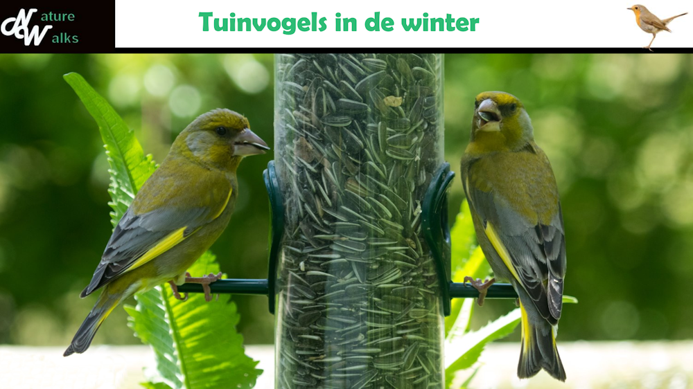 tuinvogels-in-de-winter.png
