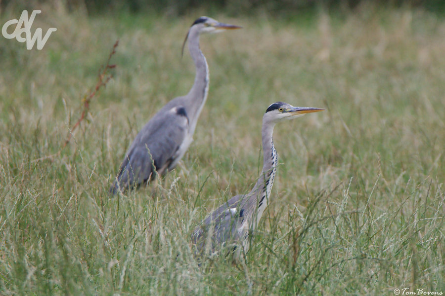 Blauwe reiger