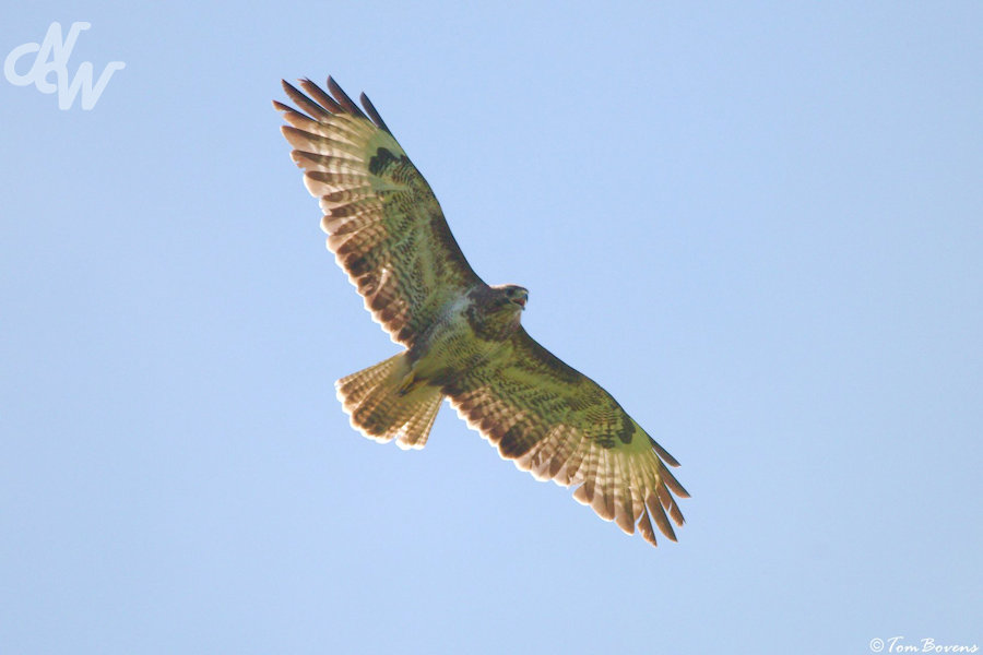 Buizerd