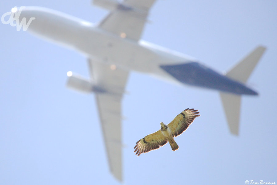 Buizerd