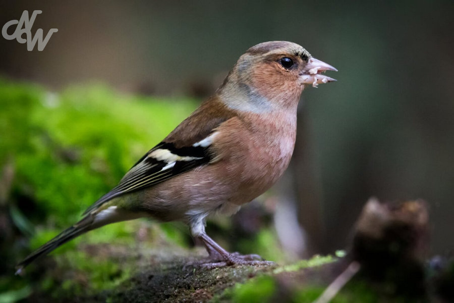 Vink mannetje