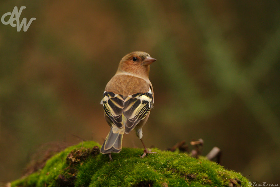 Vink mannetje